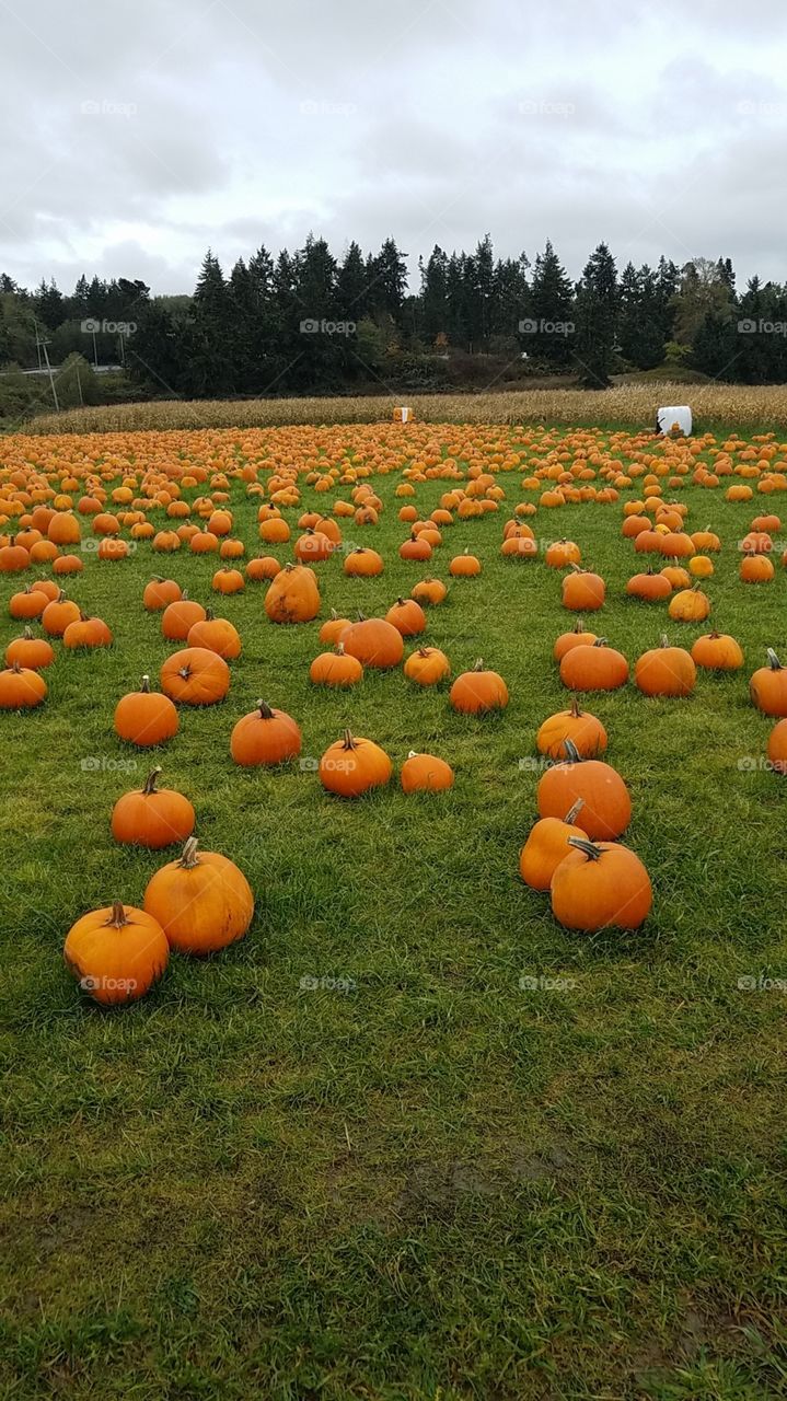 pumpkin field