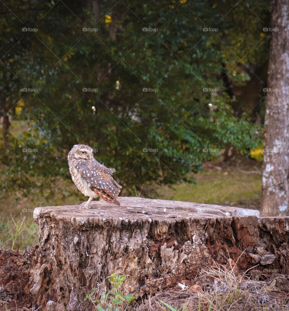 Pequena coruja marrom em cima de um tronco de árvore