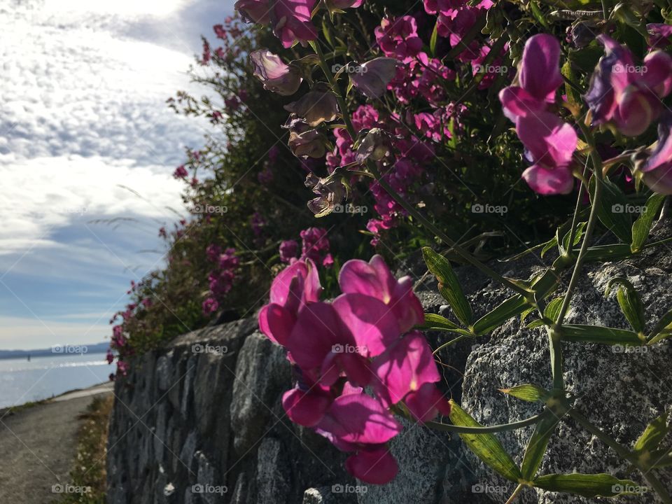 Close-up of pink flowers