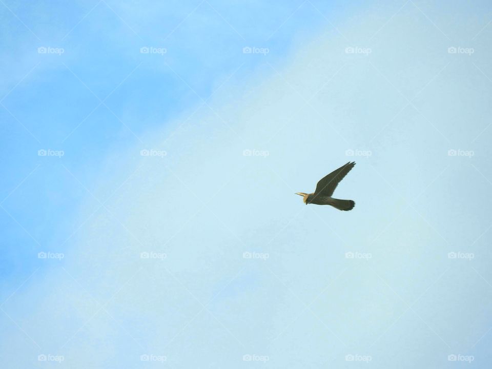 A buzzard in the sky