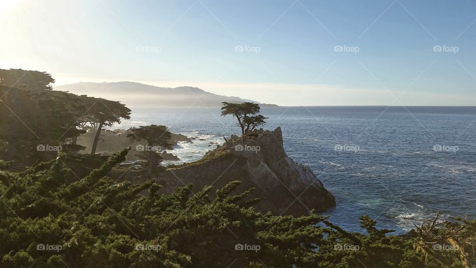 lone cypress . Taken off the coast of Pebble Beach in California 