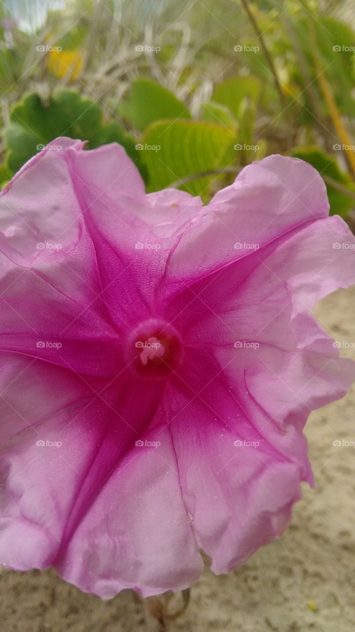 flor de verão planta rasteira praia de Pinhal sul Brasil RS