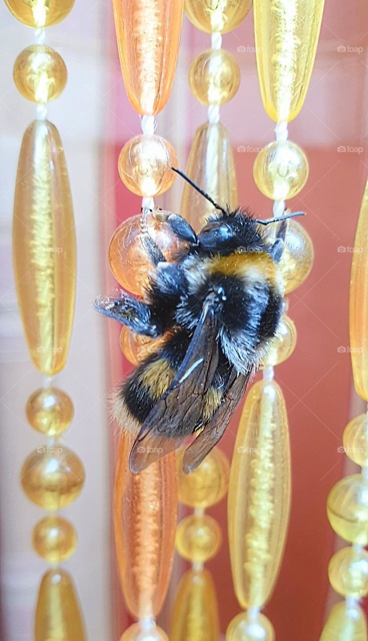 close up picture with bumblebee holding on to a yellow beaded fly curtain