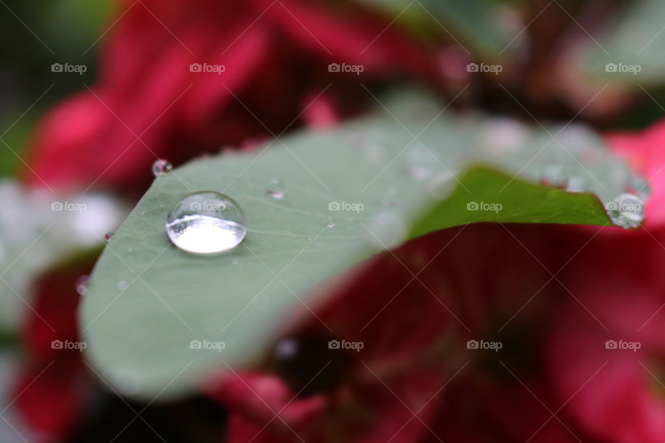 Water drop on leaf