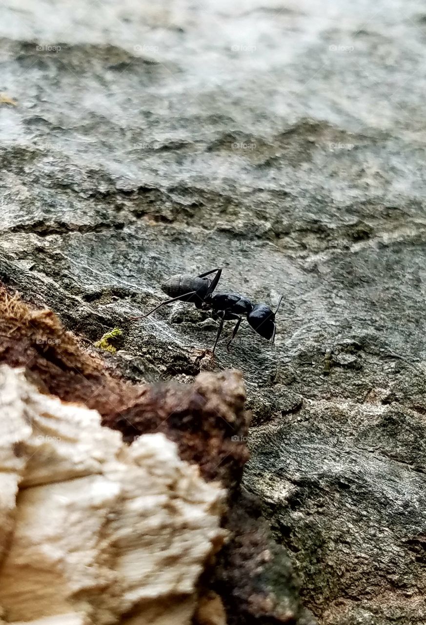 black ant