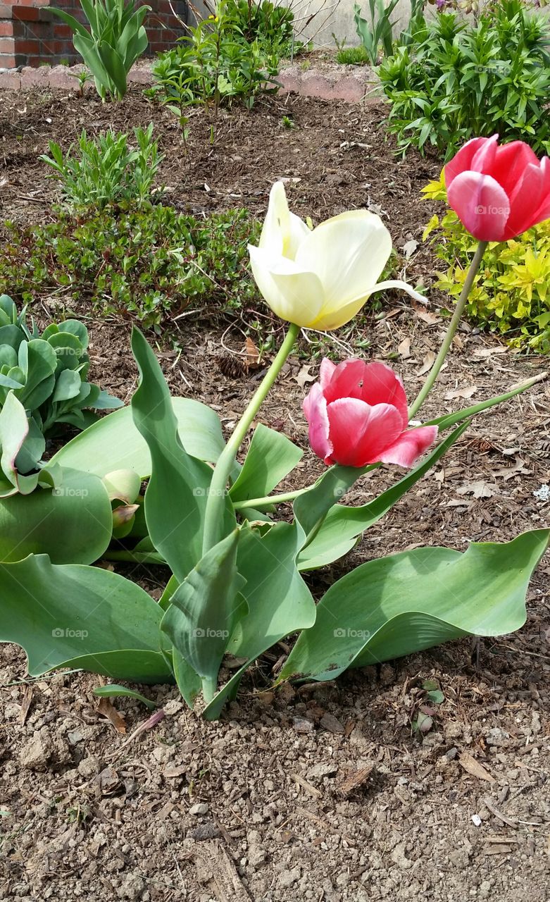 Tulips . Flower garden 