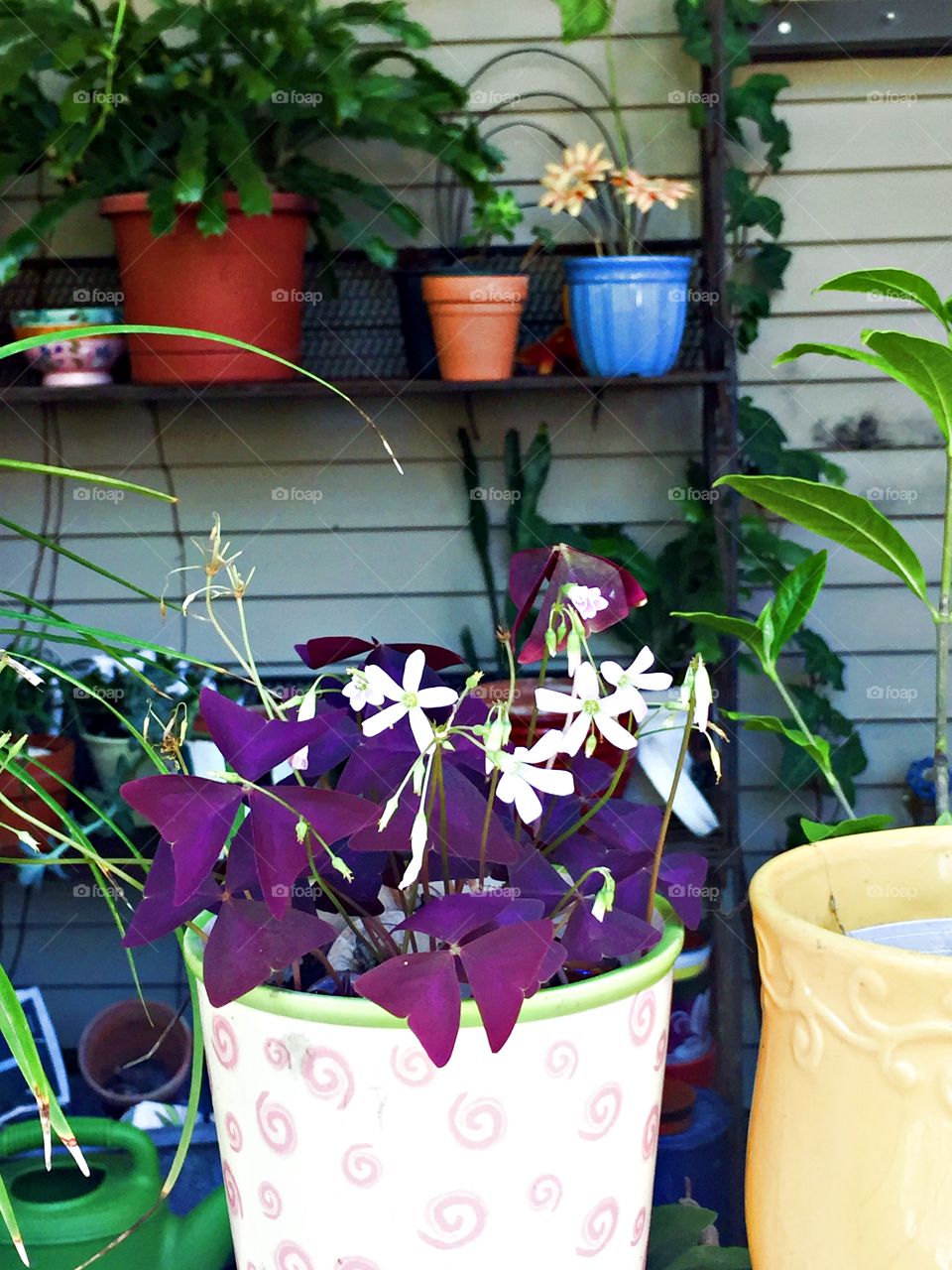 Purple beauty house plants