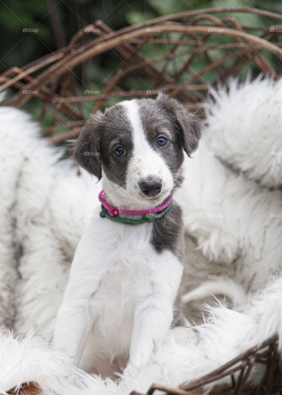 Blue and white and grey Windsprite puppy with pink bracelet looking cute in to the camera 