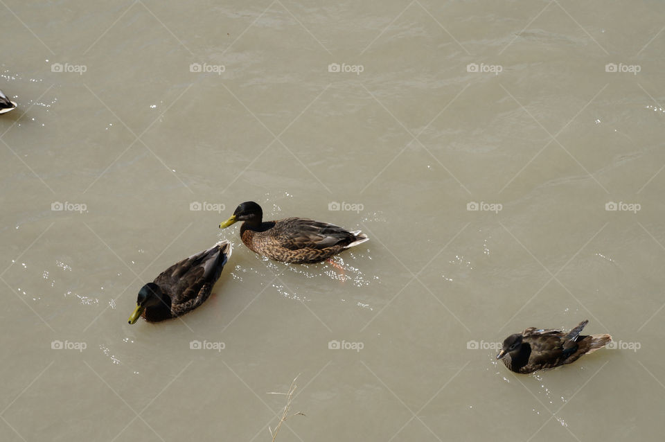 river ducks dirty animals by lexlebeur