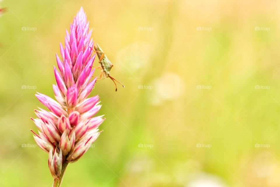 Small insects cling to colorful grass flowers in a rural meadow. Life in nature. Beautiful in nature.
