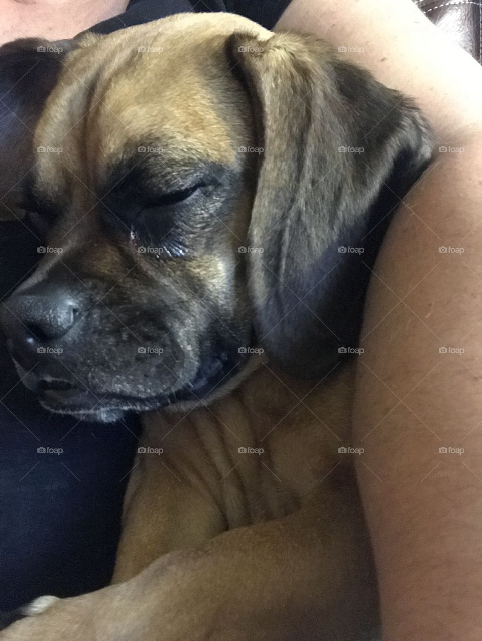 Puggle sleeping