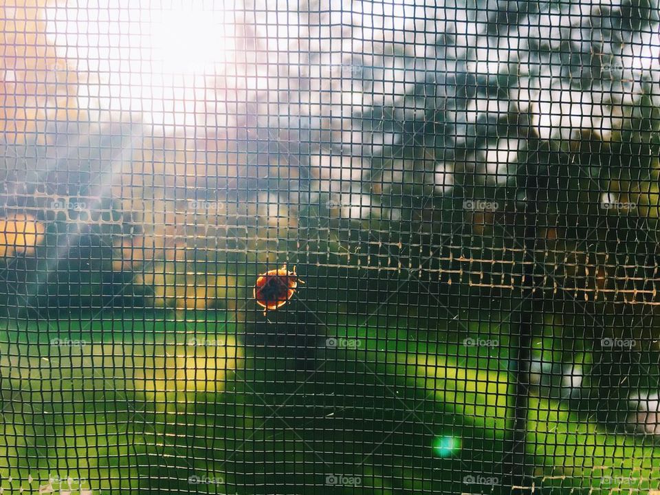 Lazy ladybug afternoon