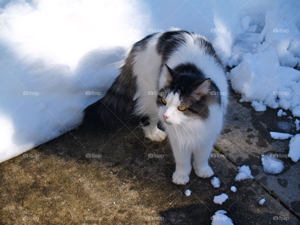 Cat, Animal, Mammal, Portrait, Nature