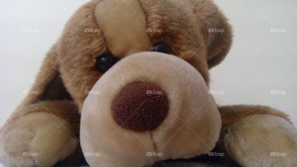 Teddy dog. I have this dog since I can remember!