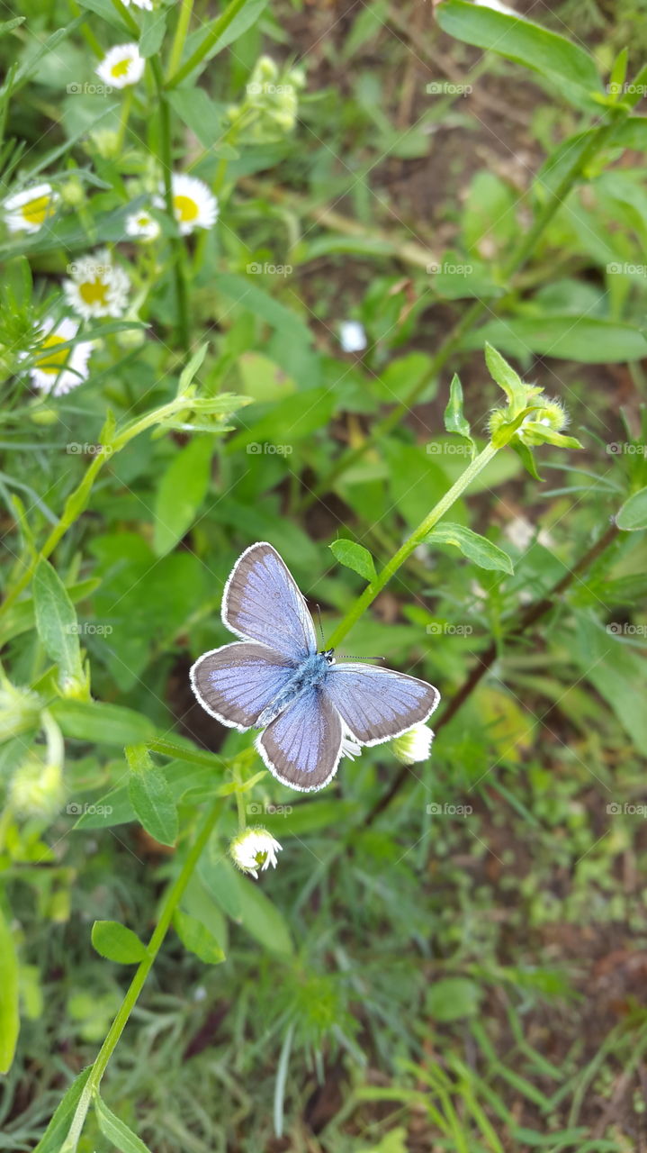 beautiful butterfly