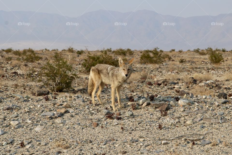 Coyote in Death Valley 