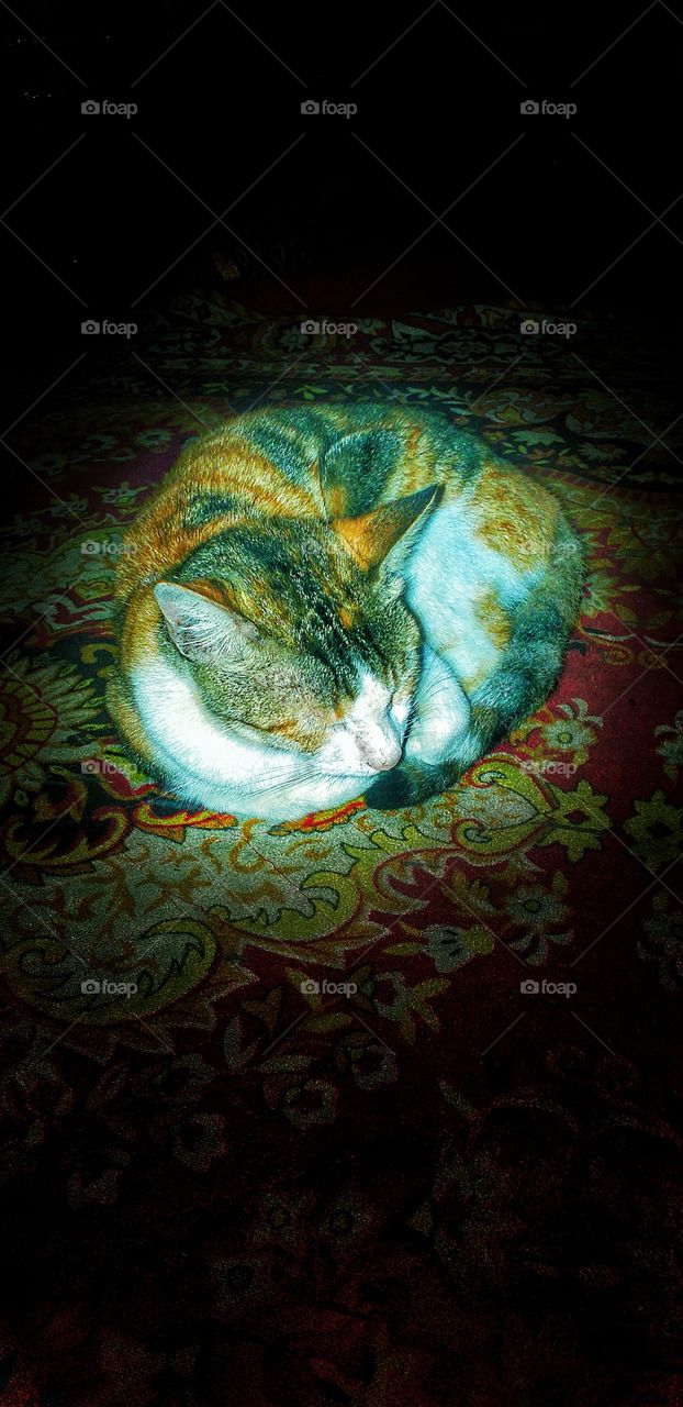 beautiful cute cat sleeping on carpet