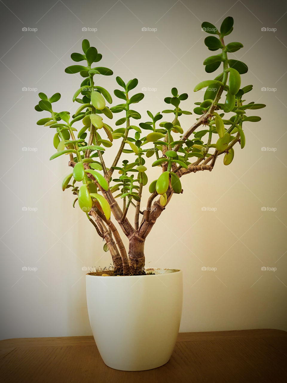 indoor house plant in white pot on wooden cabinet.