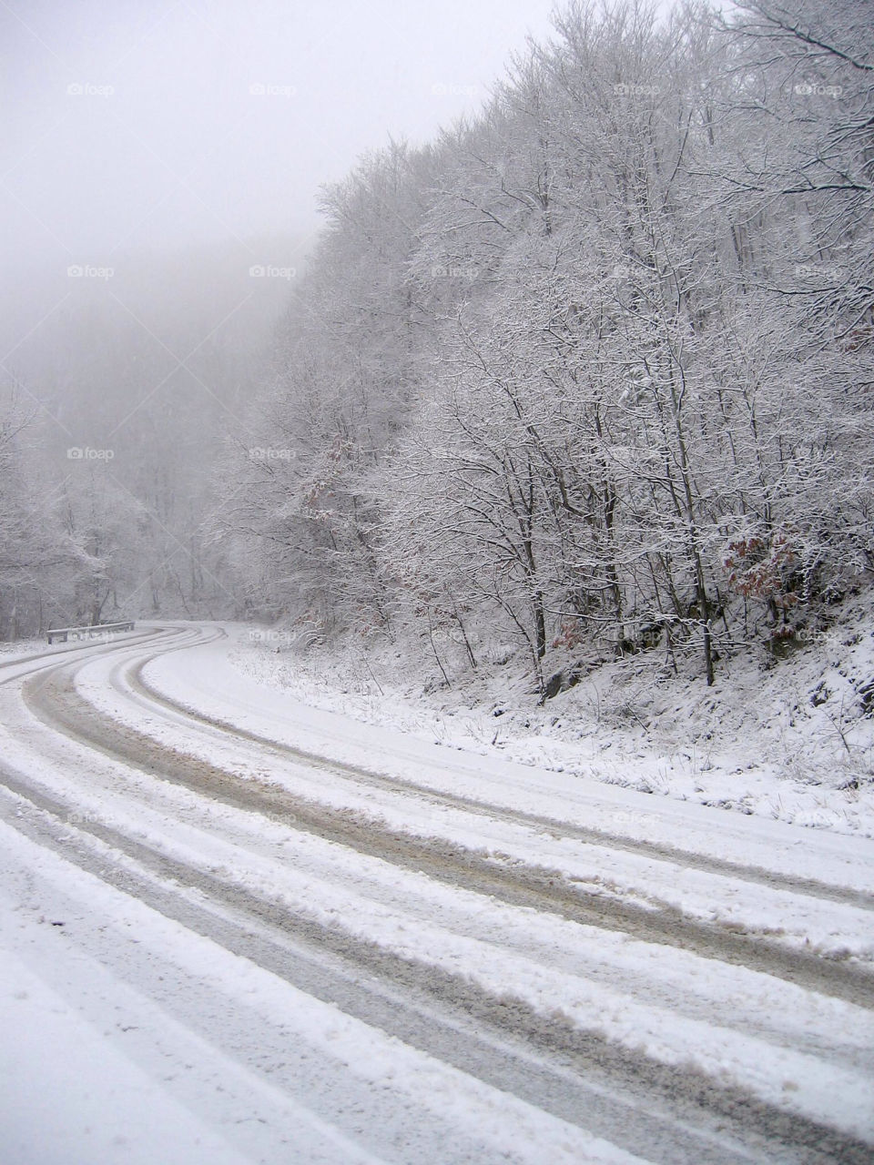 sweden snow winter trees by FrankTheDog