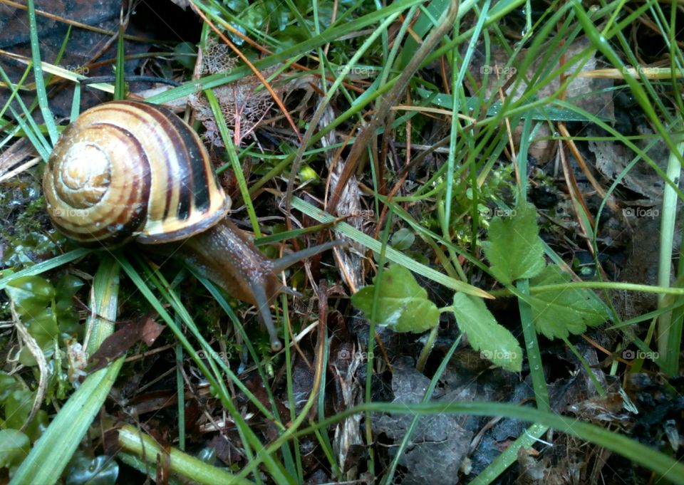 Snail, Slow, Slimy, Gastropod, Nature