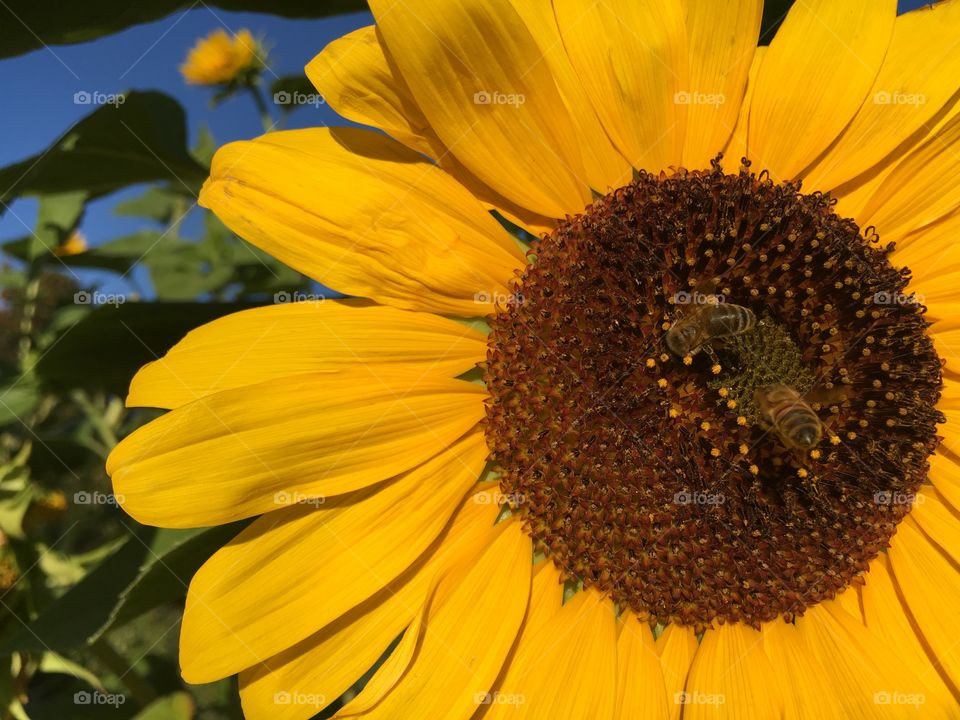 Pollination of the sun 