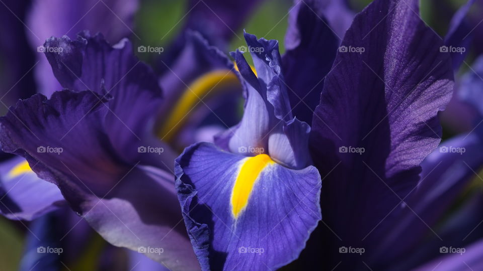 Purple Iris with a yellow tongue 