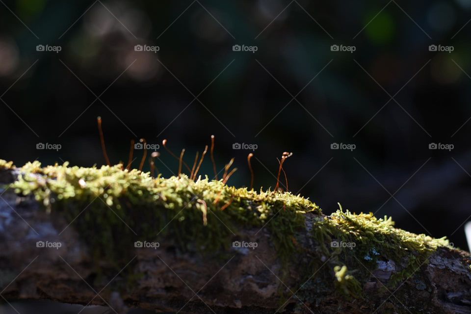 New life making it's way forth