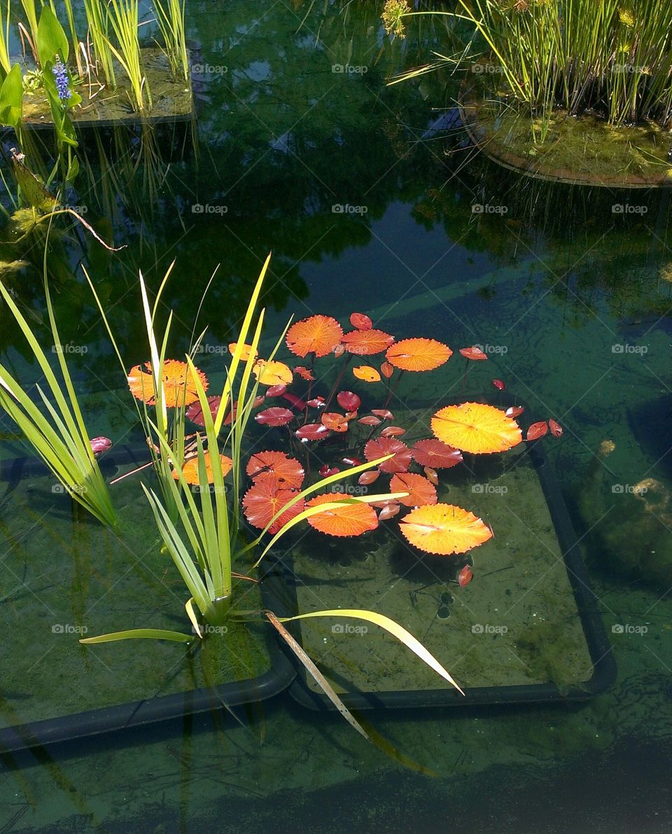 Lily pads on water