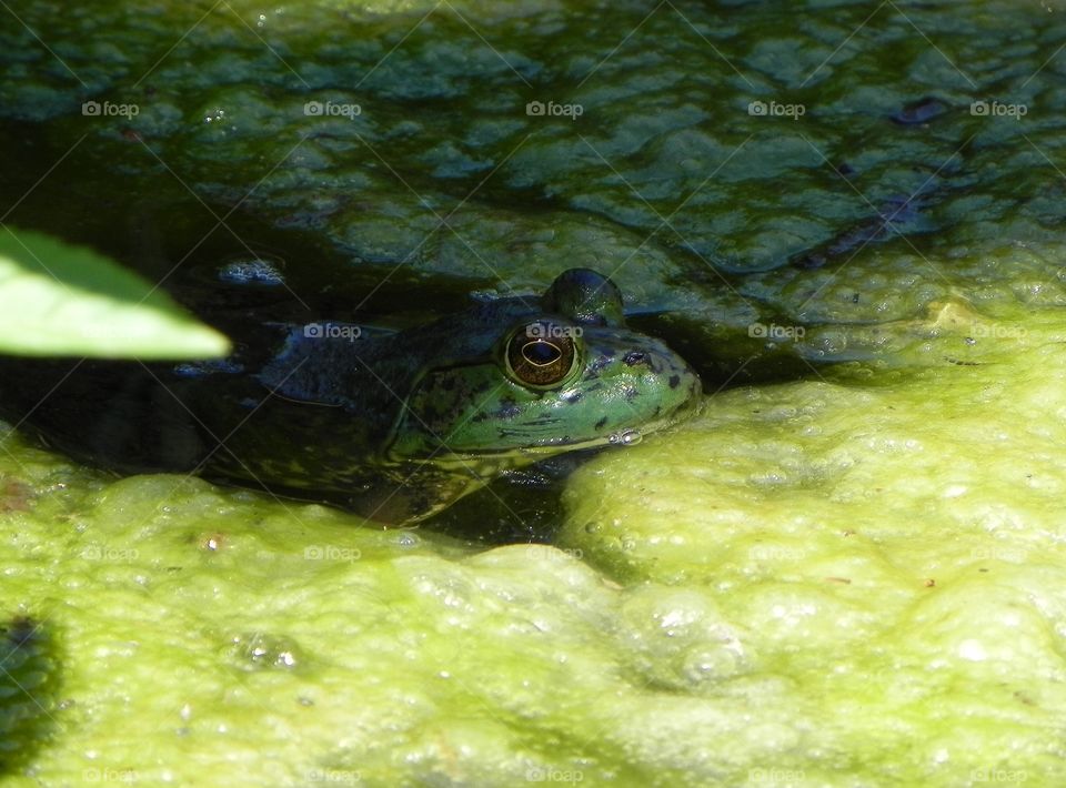 Frog in water.