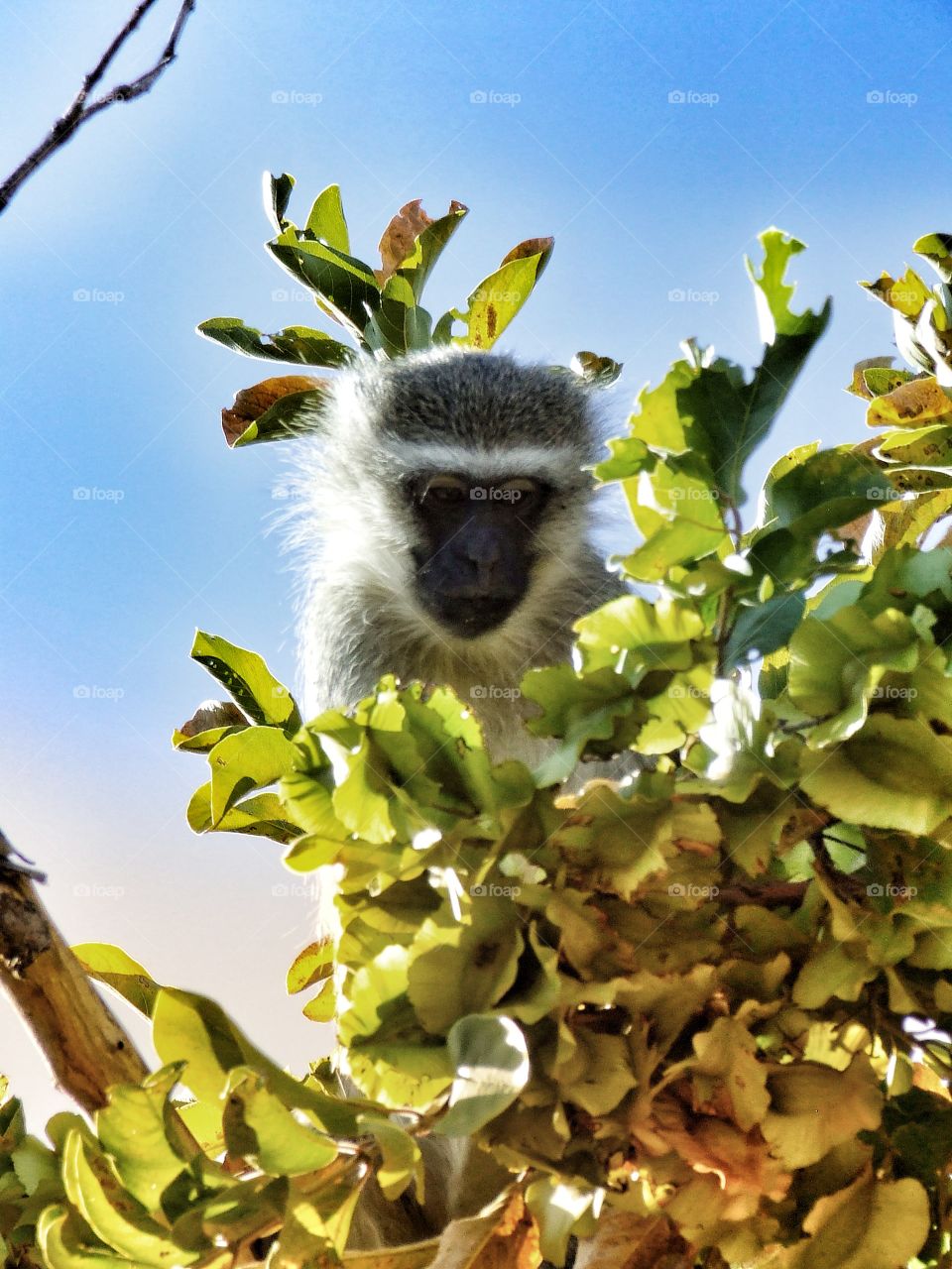 Monkey looking at me