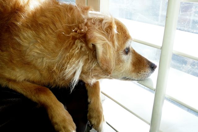 Dog waits for his people.