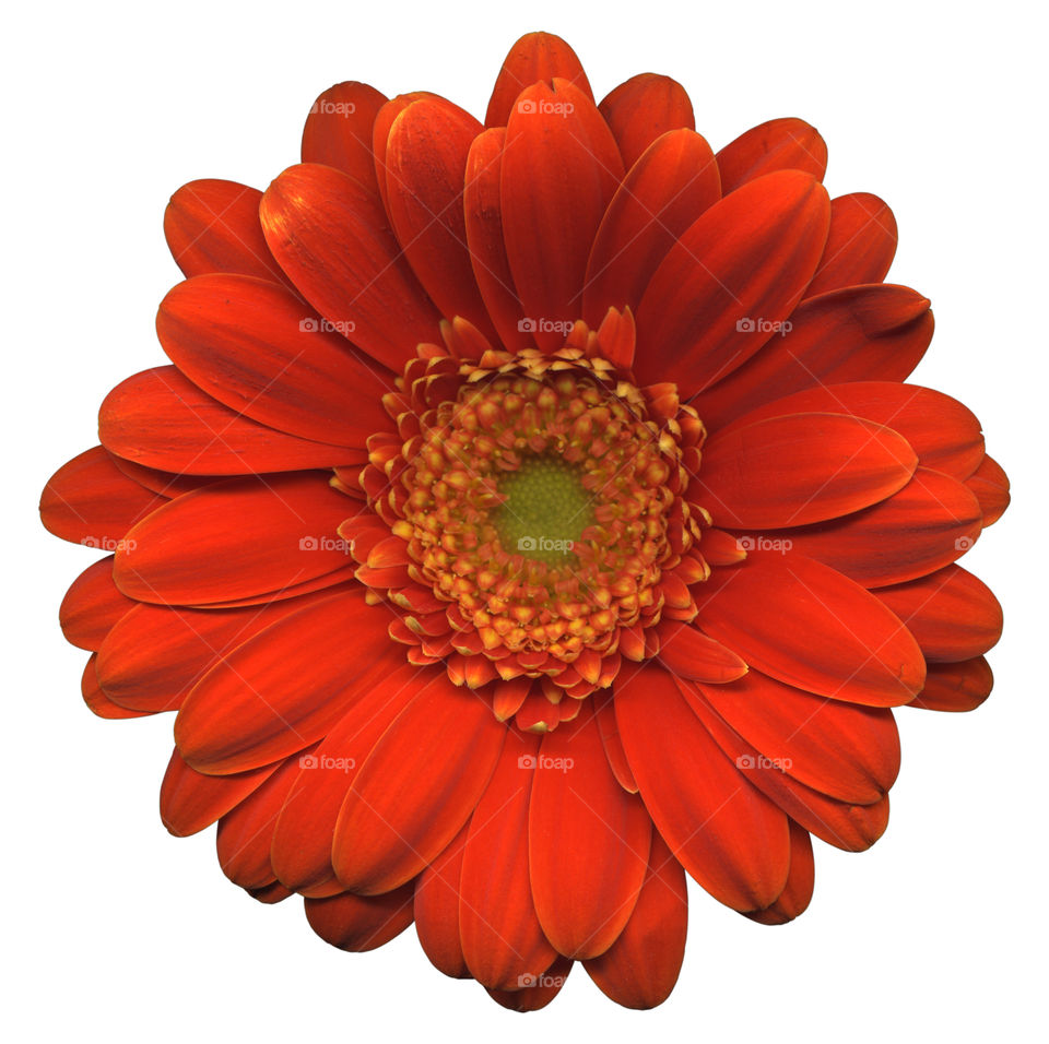 Red Gerbera