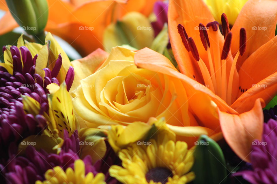 Extreme close-up of beautiful flowers