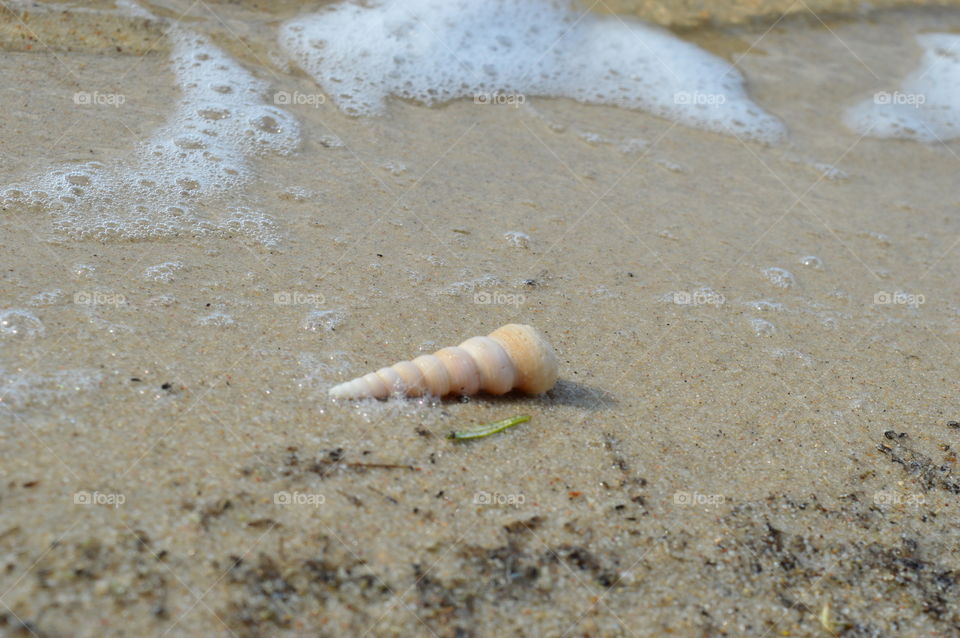 Sea Shells