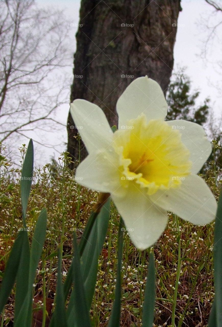 Beautiful daffodil with a tree in background 