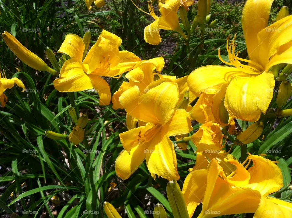 Nature, Leaf, Flower, Garden, Flora