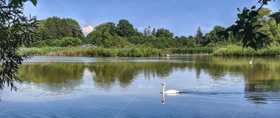 swan on the water