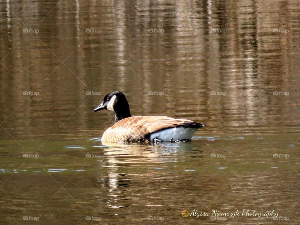 Lone goose soaking up the sun.