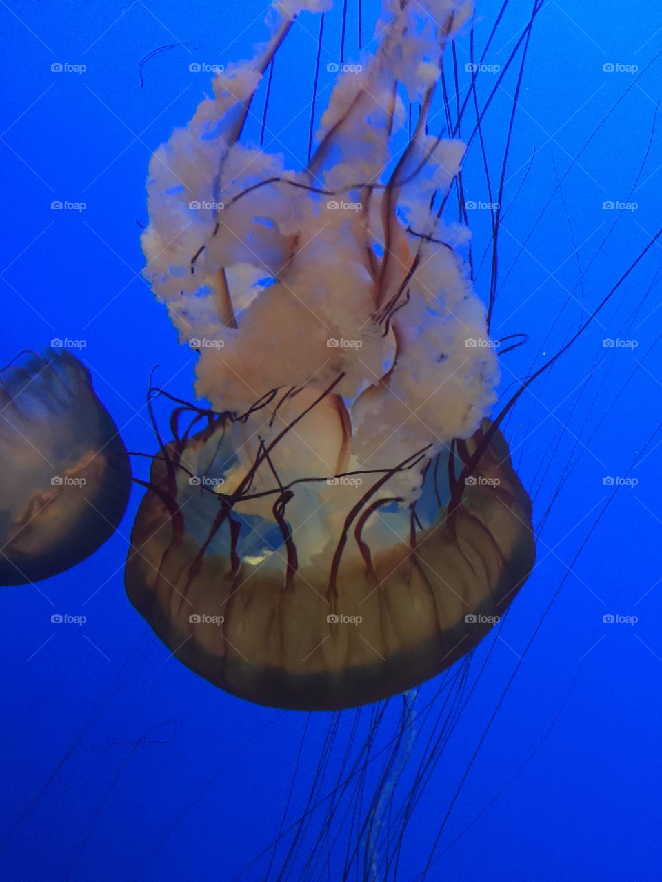 Jelly fish 