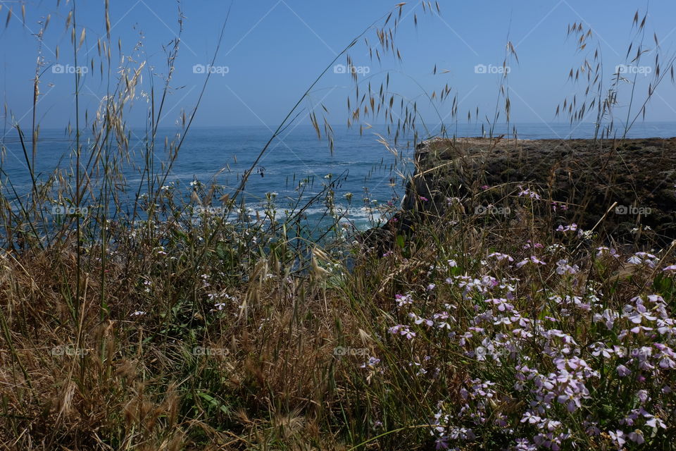 Grass and wildflowers on cliff