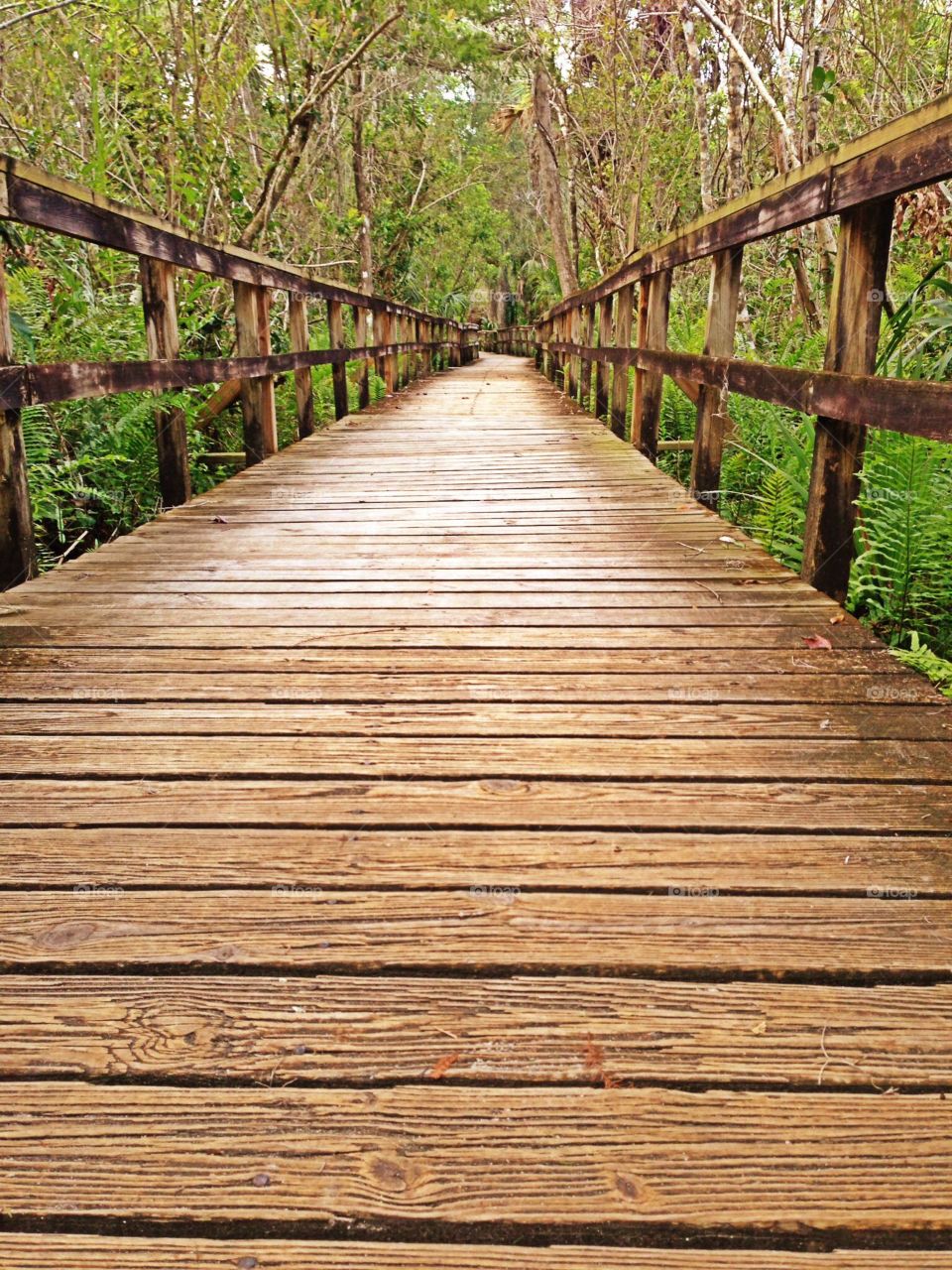 The boardwalk. The boardwalk through the forest.