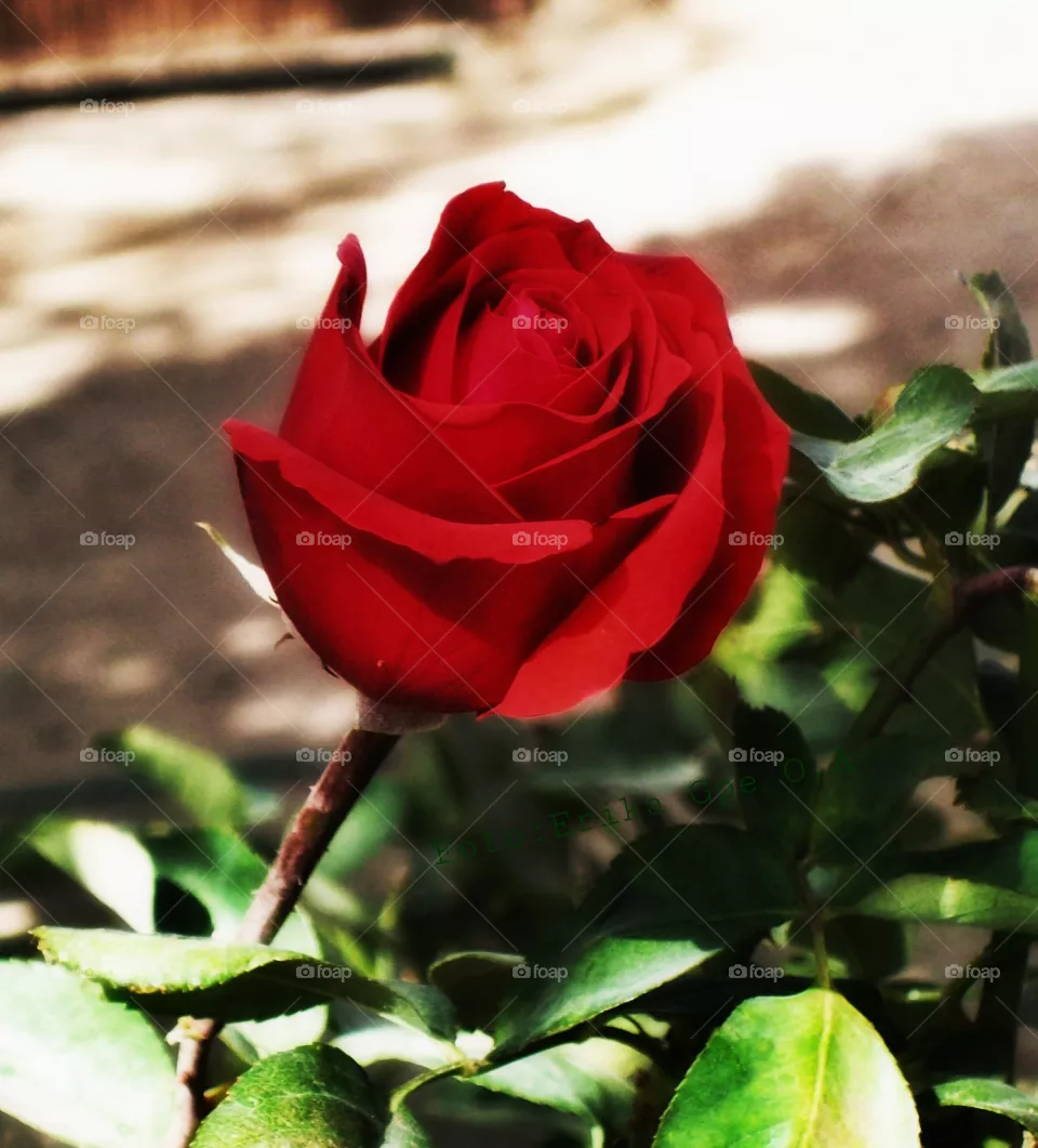 Red rose,red,rose, garden, plant, blossom, floral, botany, spring, nature,landscape,summer, colorful,reflection,decoration,season,petal,flower