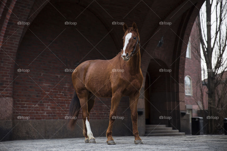 Admirer chestnut mare Amber 