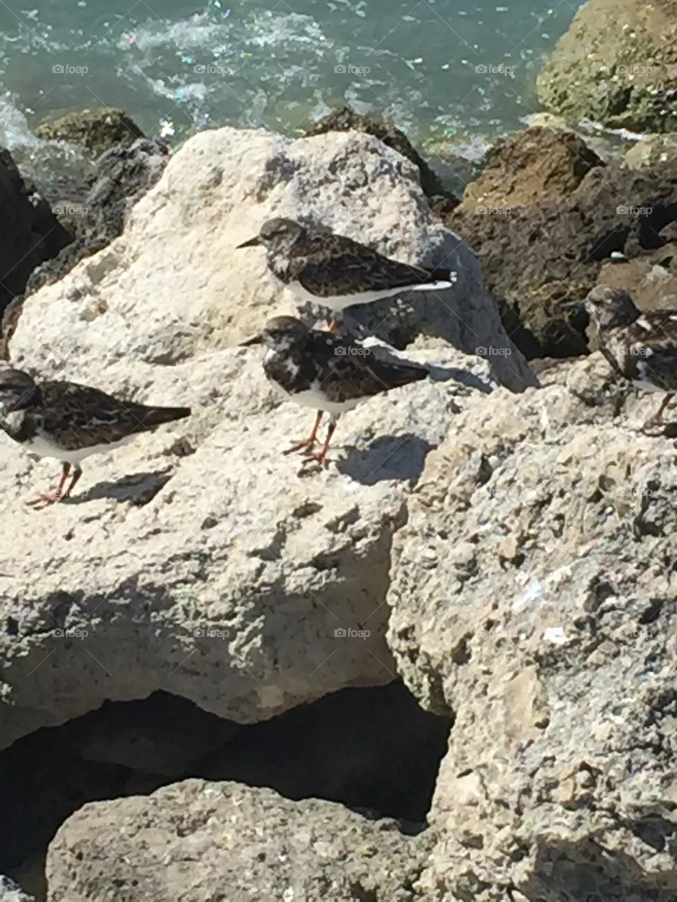 Sea Birds
