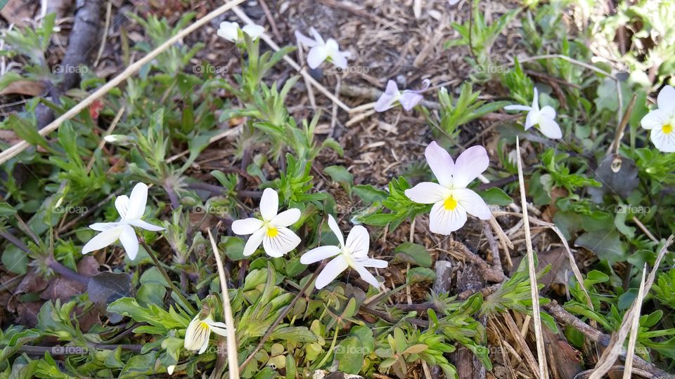 Blooming wildflowers