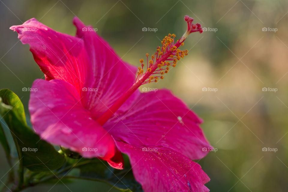 Pink Hibiscus