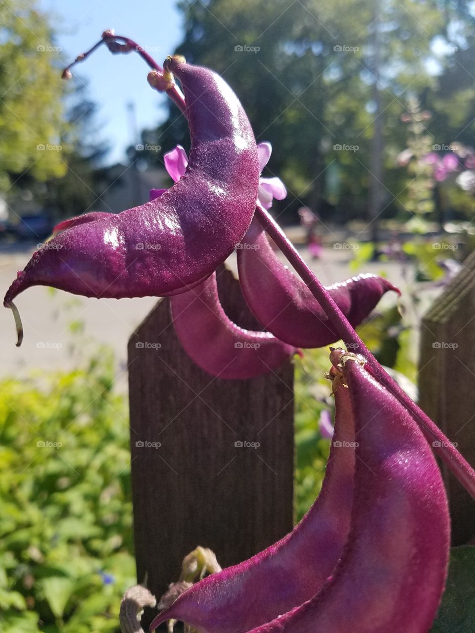 purple beans!