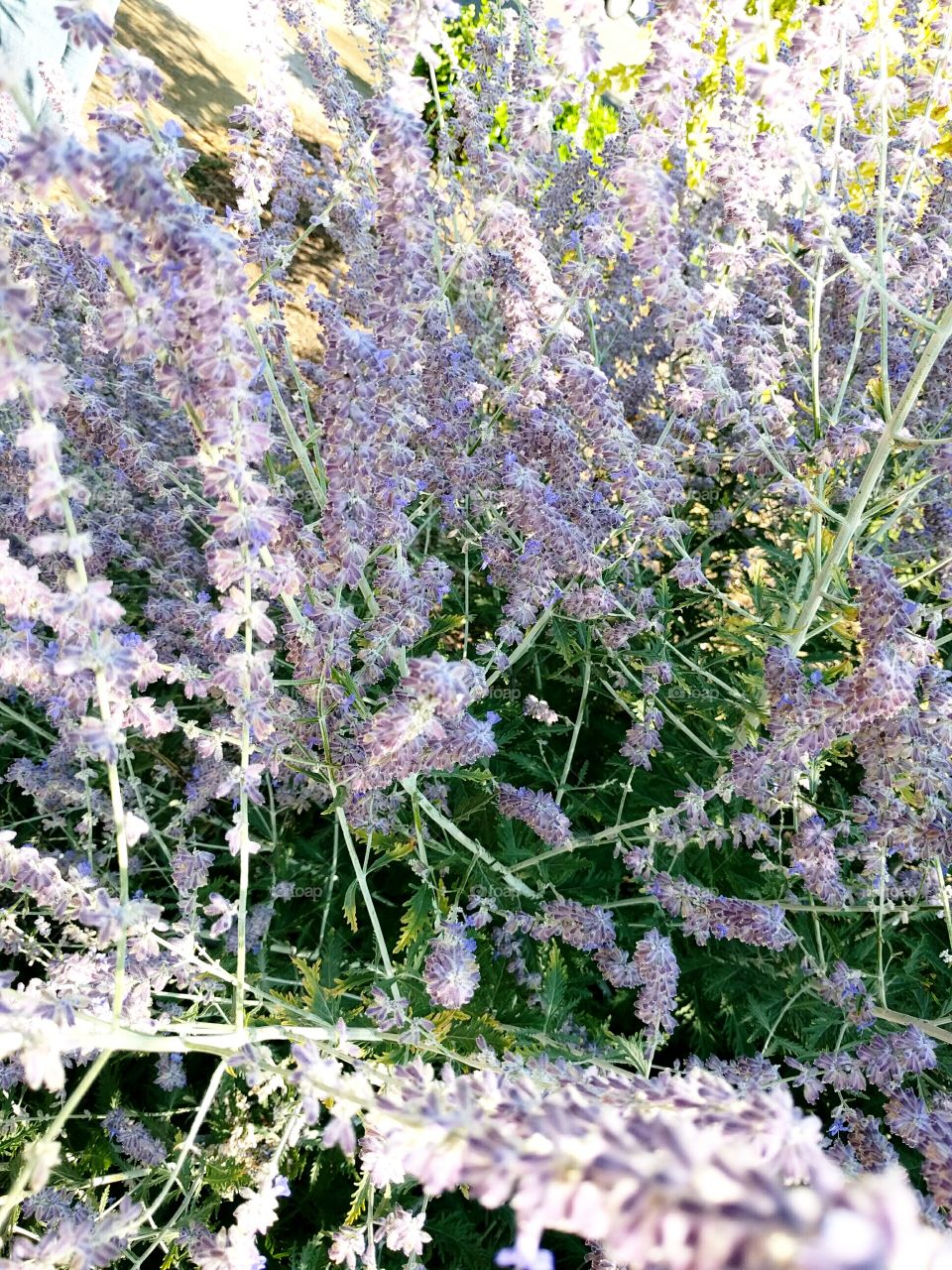 Russian Sage in Garden
