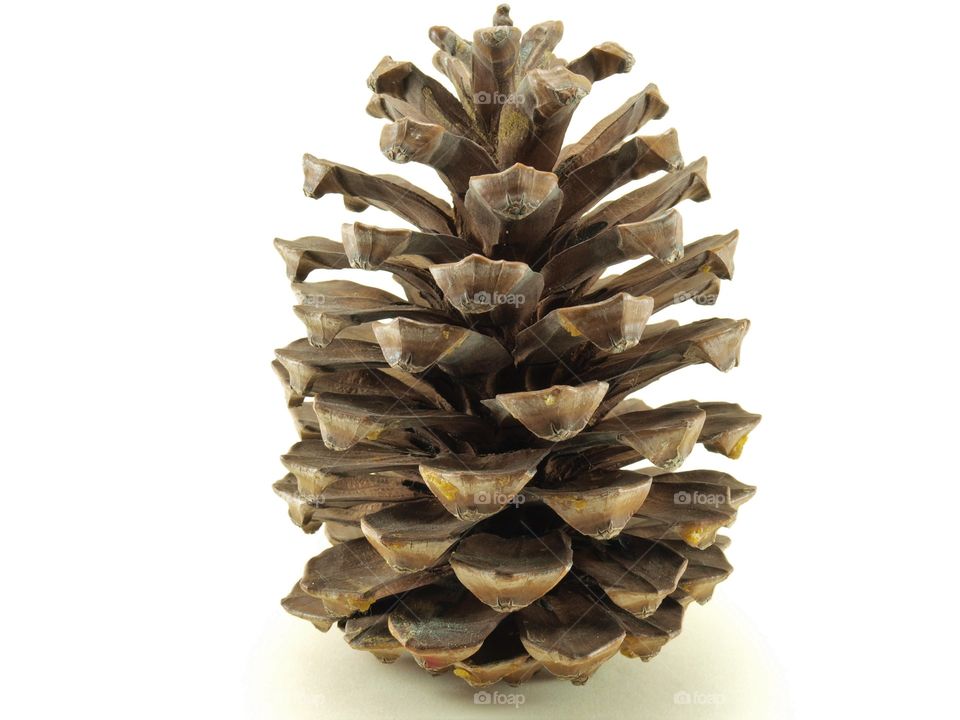 Pine. Beautiful close up of a pine