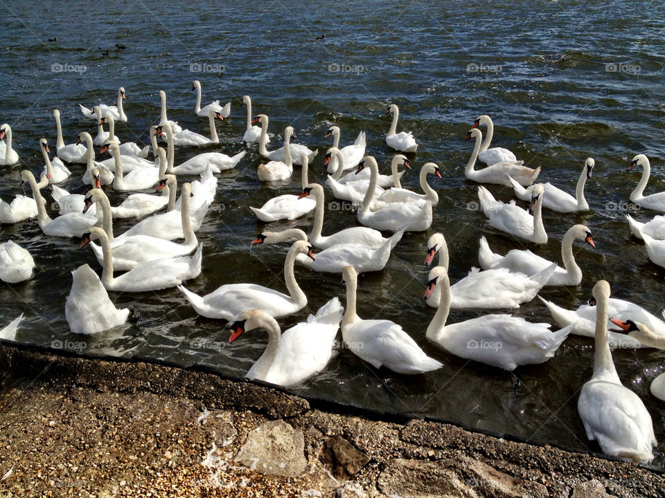 birds water animals swans by dannytwotaps